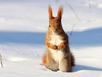 Squirrel in Winter, beautiful, in winter, , squirrel HD wallpaper