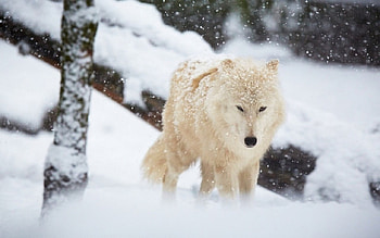Wolf, animal, lone, snow HD wallpaper