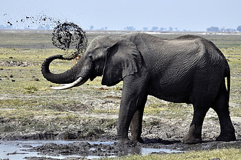 Animals, Splash, Stroll, Mud, Dirt, Elephant HD wallpaper