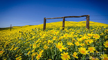 California Super-bloom, sky, yellow, blossoms, field, usa HD wallpaper