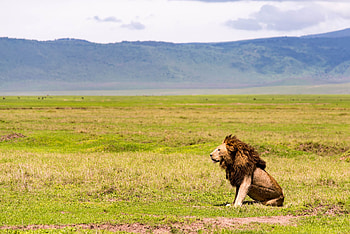 Ngorongoro Crater, Maasai Lion, The Vegan Strategist HD wallpaper
