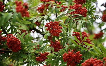 Rowan, berries, nature, tree HD wallpaper