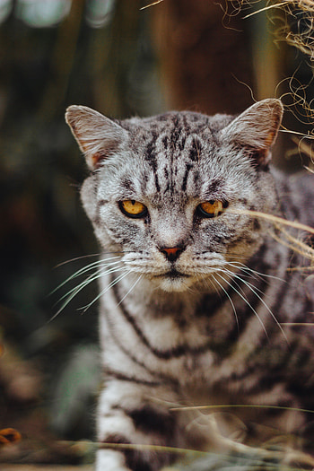 Animals, Cat, Sight, Opinion, Evil, Serious HD phone wallpaper