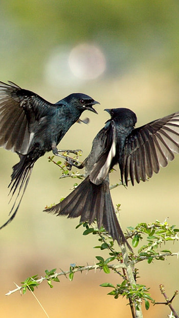 Love Birds, Birds Flying HD phone wallpaper