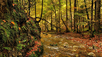 beautiful forest creek, creek, leaves, mound, rocks, forest HD wallpaper