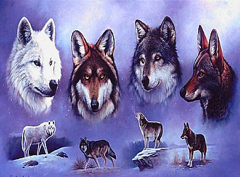 Wolf beauty for Glyn, white, black, brown, wolves, animals, wild, beauty HD wallpaper