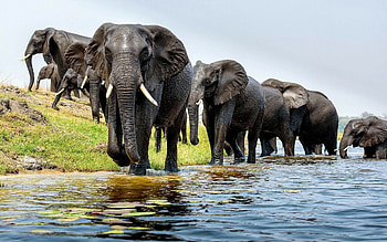 Elephant , Sarah Tremblay, Artistic depiction, Wildlife admiration HD wallpaper
