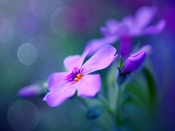 Cool Flowers, cool, flowers HD wallpaper