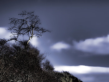 Near the night, night, sky, nature, tree HD wallpaper