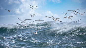 Animal, seagull HD wallpaper