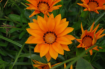 Flowers, Flower, Plant, Macro HD wallpaper