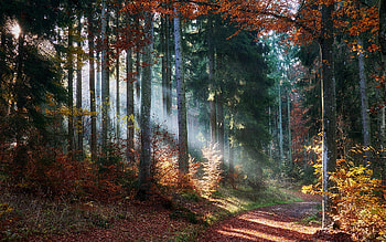 Forest Path, autumn, sunbeams, forest, path HD wallpaper