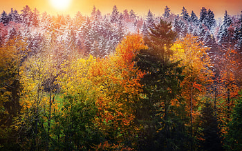 Winter is coming, leaves, snow, trees, autumn, colors, forest, sunset HD wallpaper