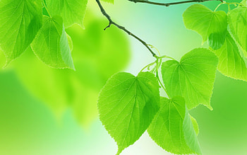 Leaf , Serene background, Natural elegance, Captivating simplicity HD wallpaper