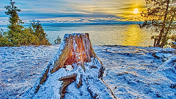 snow on the ocean shore, tree trunk, winter, snow, ocean HD wallpaper