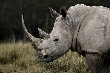 Rhino mania, Unseen glory, Majestic creatures, Nature's legacy HD wallpaper
