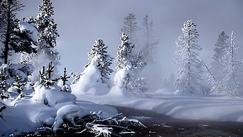 Misty Winter, winter, snow, trees, nature, misty HD wallpaper