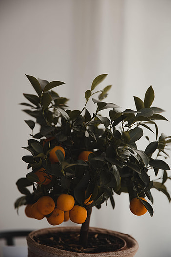Leaves, Miscellanea, Miscellaneous, Wood, Tree, Citrus, Mandarin, Tangerine HD phone wallpaper