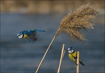 Blue tits, wings, cute, birds, bird HD wallpaper