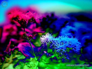 BEAUTIFUL FLOWER ART, beatiful, colorful, flowers, art HD wallpaper