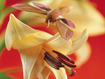 Lilies, flowers, close up HD wallpaper