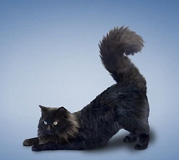 Am I pretty ?, black, kitty, pretty, animals, cats HD wallpaper