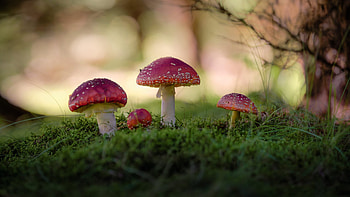 Closeup View Of Red Mushrooms On Green Grass In Blur Bokeh Background Nature HD wallpaper