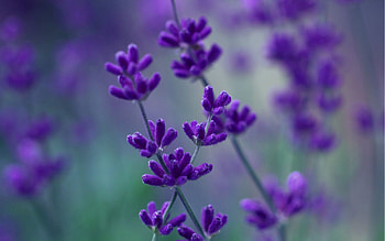 Flowers, Background, Plant, Macro, Blur, Smooth, Stem, Stalk HD wallpaper