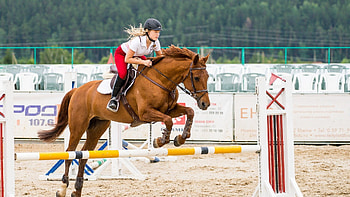 Equestrian sport, Horse jumping, Equestrian , Riding elegance HD wallpaper