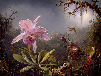 Orchid Fantasy, birds, plaints, fantasy, trees, flowers, orchid, nest HD wallpaper