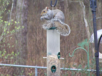 Hungry Squirrel, squirrel, birdfeeder HD wallpaper
