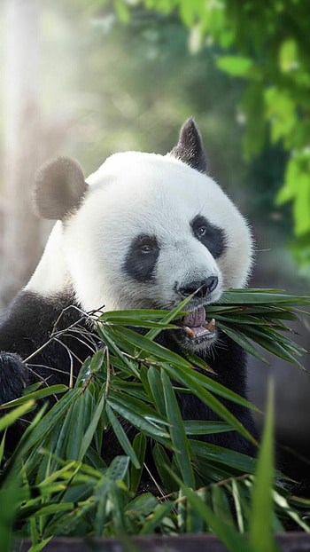 Giant pandas, Android , backgrounds HD phone wallpaper