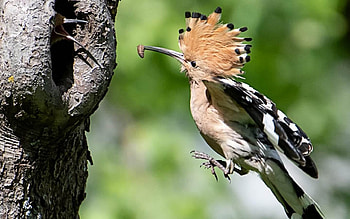 Hoopoe, bird, tree, hollow, Latvia HD wallpaper