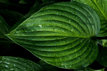 Drops, Macro, Surface, Sheet, Leaf HD wallpaper