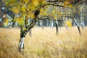 Trees, Grass, , Tree, Depth Of Field, Fall, Nature HD wallpaper