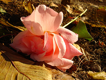 wonderful rose, alone, beauty, rose, pink, love, green, yellow, autumn, nature, leaf, pure HD wallpaper