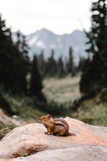 Animals, Rock, Fluffy, Stone, Rodent, Chipmunk HD phone wallpaper