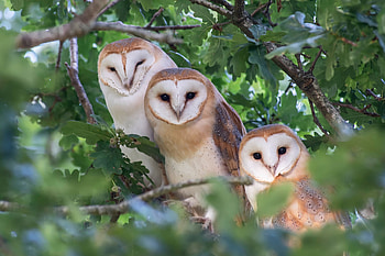 Barn owls, bird, owl, pasari, barn owl, bufnita, trio HD wallpaper