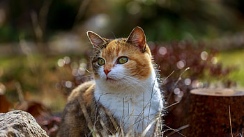 Cute Cat, cute, cat, pet, animals HD wallpaper