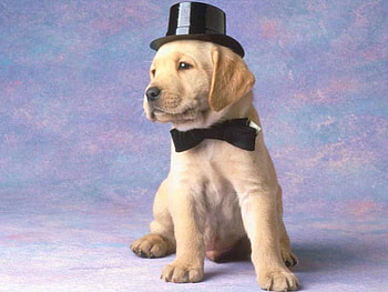 Untitled , bow tie, im engaged, cute dog, top hat, tuxedo, cute, i am redy 4 prom, doggie HD wallpaper