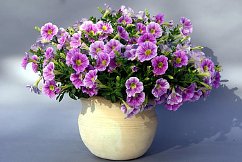 Flowers, Shadow, Pots, Plant Pot, Petunias HD wallpaper
