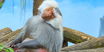 Majestic baboon monkey, wildlife portrait, Regal presence, Untamed beauty HD wallpaper