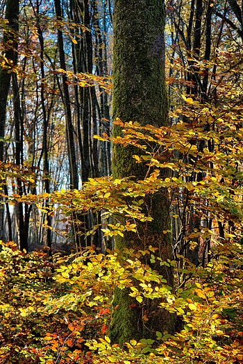 Nature, Autumn, Wood, Forest, Tree, Foliage HD phone wallpaper