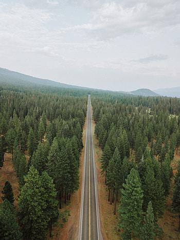 Nature, Trees, Road, Forest, Smooth, Panorama, Straight, Even HD phone wallpaper