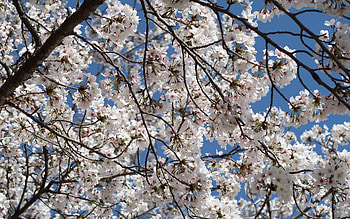 Cherry Blossoms, spring, cherry, tree, blossoms HD wallpaper