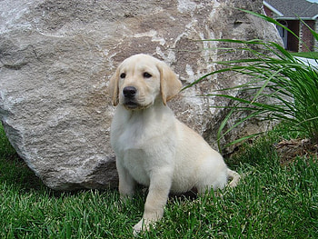 Ready Get Set Go!, dog, grass, rock, nose HD wallpaper