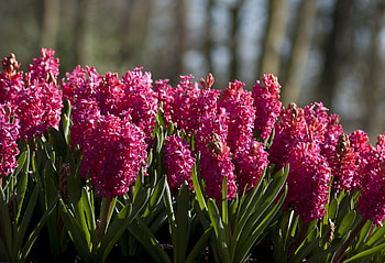 Earth hyacinth , Captivating beauty, Natural serenity, Floral bliss HD wallpaper