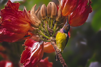 Brown-throated Sunbird (Anthreptes malacensis), Animal, sunbird HD wallpaper