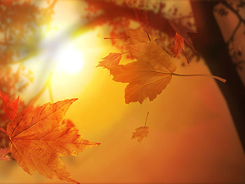 Autumn colores, trees, drops, hot, autumn, orange, foliage HD wallpaper