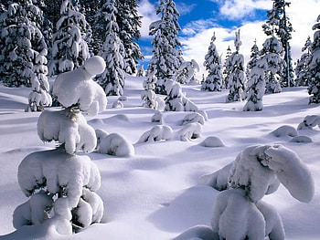 Snowy Mountain Pines, winter, snow, cold, nature, pines, mountain HD wallpaper